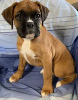 Green-ACA 87.5% European, a female Boxer for sale in Methuen, MA – 1 of 7