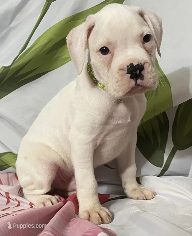 Green-ACA 50% Euro – Boxer puppy for sale in Methuen, MA
