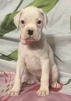 Pink-50% Euro, a female Boxer for sale in Methuen, MA – 6 of 8