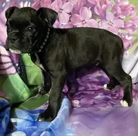 Green-AKC 50% Euro, a male Boxer for sale in Methuen, MA – 8 of 8
