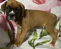 Aqua-Pending Jackie, a male Boxer for sale in Methuen, MA – 6 of 10
