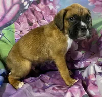 Yellow-ACA 37.5% Euro, a male Boxer for sale in Methuen, MA – Photo 6 of 7