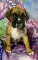 Yellow-ACA 37.5% Euro, a male Boxer for sale in Methuen, MA – Photo 1 of 7