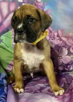 Yellow-ACA 37.5% Euro, a male Boxer for sale in Methuen, MA – Photo 5 of 7