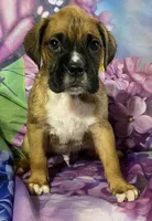 Yellow-ACA 37.5% Euro, a male Boxer for sale in Methuen, MA – Photo 4 of 7