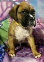 Yellow-ACA 37.5% Euro, a male Boxer for sale in Methuen, MA – Photo 3 of 7