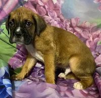 Yellow-ACA 37.5% Euro, a male Boxer for sale in Methuen, MA – Photo 7 of 7