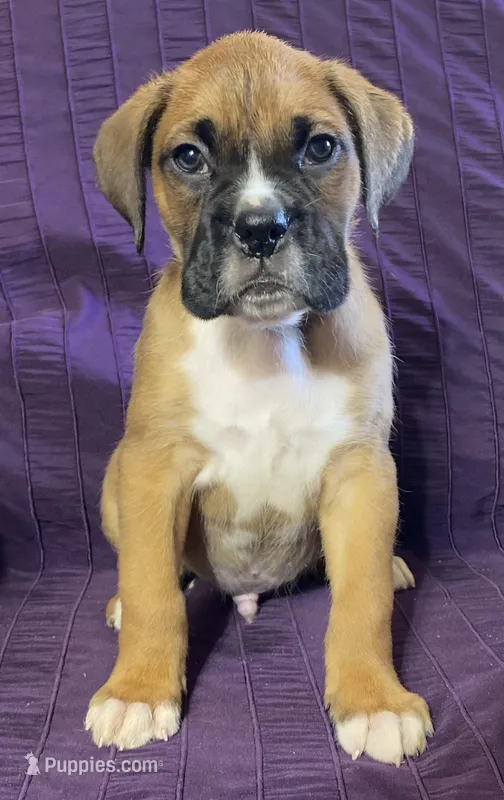 Yellow-ACA 37.5% Euro – Boxer puppy for sale in Methuen, MA