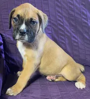 Red-ACA 37.5% Euro, a male Boxer for sale in Methuen, MA – 10 of 10