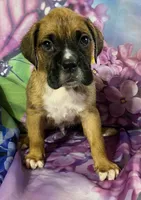 Yellow-ACA 37.5% Euro, a male Boxer for sale in Methuen, MA – Photo 2 of 7