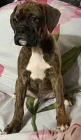 Green-Pending Michelle , a male Boxer for sale in Methuen, MA – 4 of 10