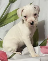 Tan-ACA 50% Euro, a male Boxer for sale in Methuen, MA – 8 of 8