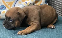 Salmon-AKC 50% Euro, a female Boxer for sale in Methuen, MA – 2 of 3