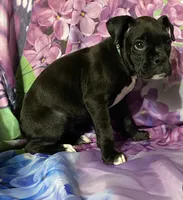 Green-AKC 50% Euro, a male Boxer for sale in Methuen, MA – 6 of 8
