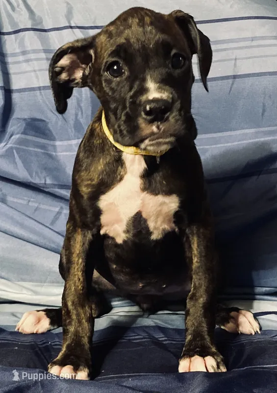 Yellow-AKC 37.5% Euro – Boxer puppy for sale in Methuen, MA