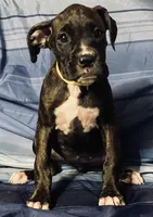 Yellow-AKC 37.5% Euro, a female Boxer for sale in Methuen, MA – 1 of 4