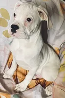 Tan-ACA 50% Euro, a male Boxer for sale in Methuen, MA – 2 of 10