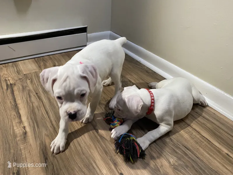 Pink-ACA 50% Euro – Boxer puppy for sale in Methuen, MA