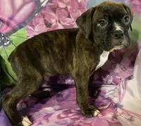 Tan-Hold Liz&Ryan, a male Boxer for sale in Methuen, MA – Photo 7 of 7