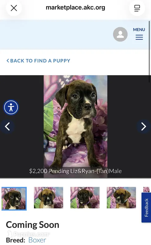 Tan-Hold Liz&Ryan – Boxer puppy for sale in Methuen, MA