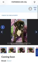 Tan-Hold Liz&Ryan, a male Boxer for sale in Methuen, MA – Photo 1 of 7