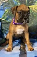 Purple-AKC 50% Euro, a female Boxer for sale in Methuen, MA – 3 of 8