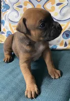 Green-AKC 50% Euro, a male Boxer for sale in Methuen, MA – 3 of 3