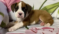 Light Pink-ACA 50% Euro, a female Boxer for sale in Methuen, MA – Photo 5 of 7