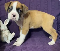 Light Pink-Pending Terrilynn&Dave, a female Boxer for sale in Methuen, MA – Photo 4 of 10