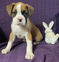 Light Pink-Pending Terrilynn&Dave, a female Boxer for sale in Methuen, MA – Photo 1 of 10