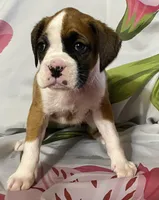 Light Pink-ACA 50% Euro, a female Boxer for sale in Methuen, MA – Photo 4 of 7