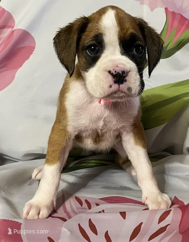 Light Pink-ACA 50% Euro – Boxer puppy for sale in Methuen, MA