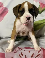Light Pink-ACA 50% Euro, a female Boxer for sale in Methuen, MA – Photo 1 of 7