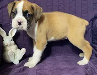 Light Pink-Pending Terrilynn&Dave, a female Boxer for sale in Methuen, MA – Photo 5 of 10