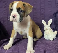 Light Pink-Pending Terrilynn&Dave, a female Boxer for sale in Methuen, MA – Photo 2 of 10