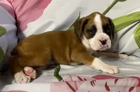 Light Pink-ACA 50% Euro, a female Boxer for sale in Methuen, MA – Photo 6 of 7