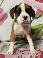 Light Pink-ACA 50% Euro, a female Boxer for sale in Methuen, MA – Photo 3 of 7