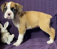 Light Pink-Pending Terrilynn&Dave, a female Boxer for sale in Methuen, MA – Photo 3 of 10