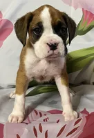 Light Pink-ACA 50% Euro, a female Boxer for sale in Methuen, MA – Photo 2 of 7