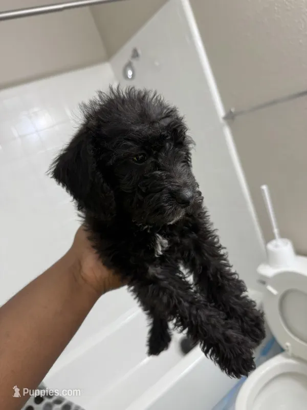 Bo  – Poodle - Miniature  puppy for sale in Fort Myers, FL