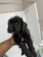 Bo , a male Poodle - Miniature  for sale in Fort Myers, FL – Photo 2 of 3