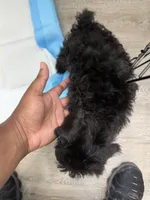 Bo , a male Poodle - Miniature  for sale in Fort Myers, FL – Photo 3 of 3