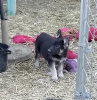 Niamara, a female German Shepherd Dog for sale in Van Buren, AR – 4 of 4