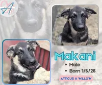 Makani, a male German Shepherd Dog for sale in Van Buren, AR – 1 of 4