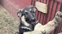 Makani, a male German Shepherd Dog for sale in Van Buren, AR – 3 of 4