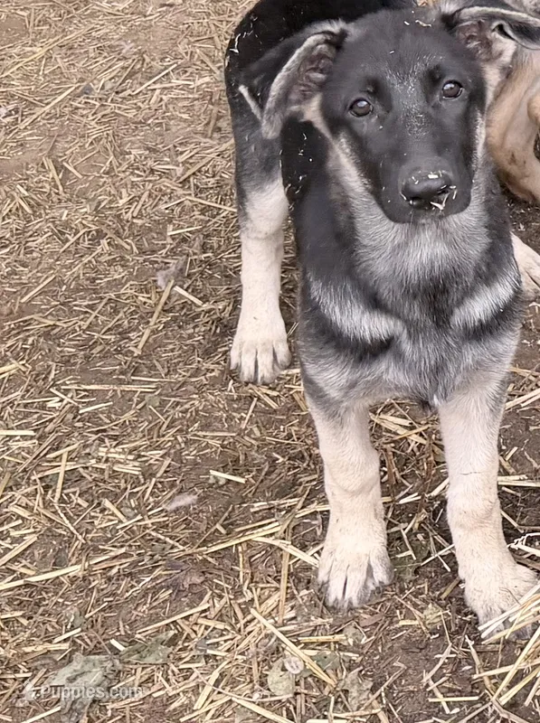 Niamara – German Shepherd Dog puppy for sale in Van Buren, AR