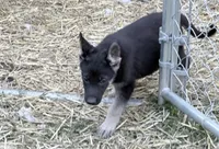 Niamara, a female German Shepherd Dog for sale in Van Buren, AR – 2 of 4