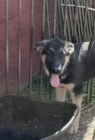 Makani, a male German Shepherd Dog for sale in Van Buren, AR – 2 of 4