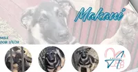 Makani, a male German Shepherd Dog for sale in Van Buren, AR – 4 of 4