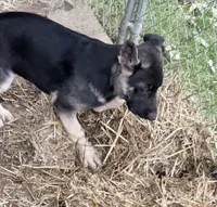 Niamara, a female German Shepherd Dog for sale in Van Buren, AR – 3 of 4